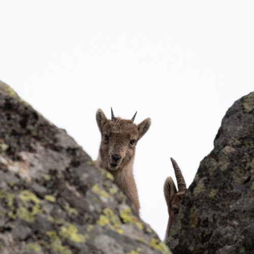Petit diable des rochers