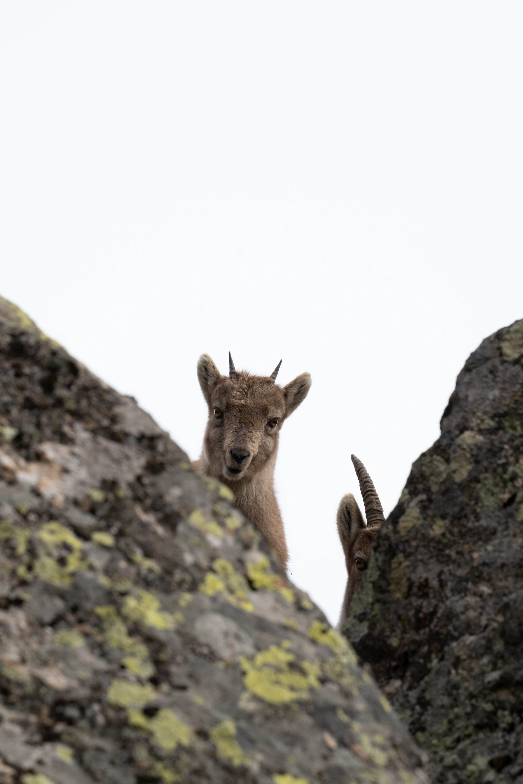 Petit diable des rochers