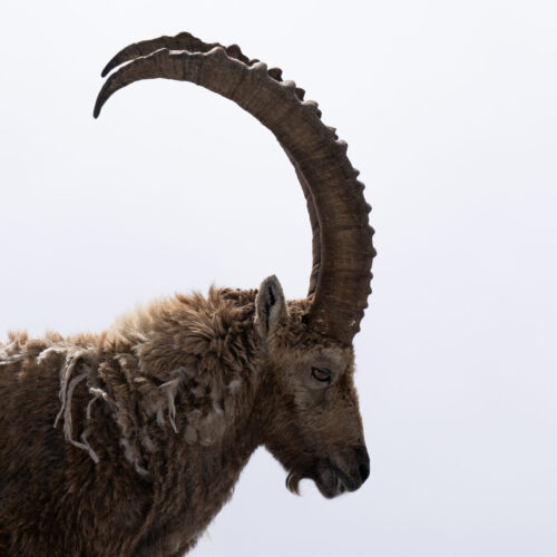 Le roi des montagnes