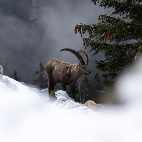 Aux premières neiges