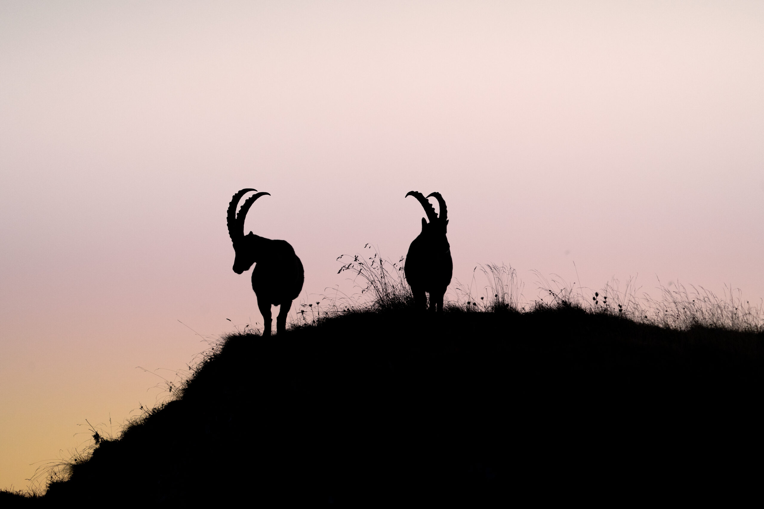 Silhouettes de l’aube