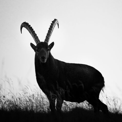 Dans l’ombre du roi