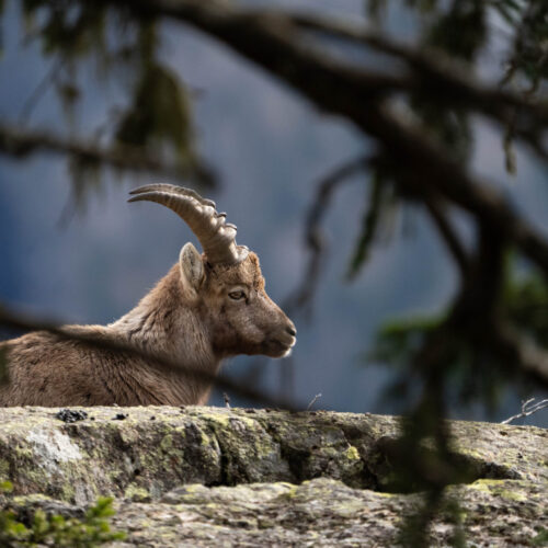 Repos à l’abri des branches
