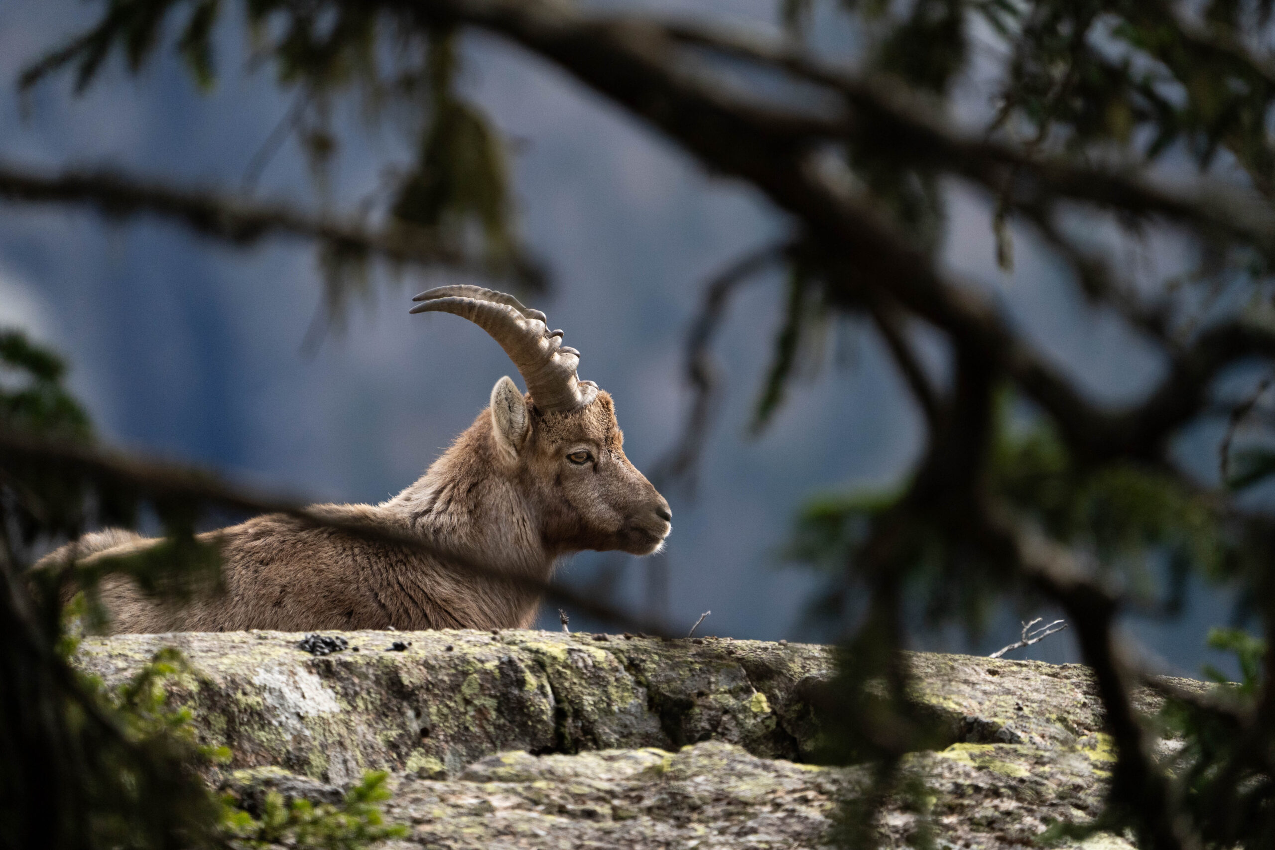 Repos à l’abri des branches