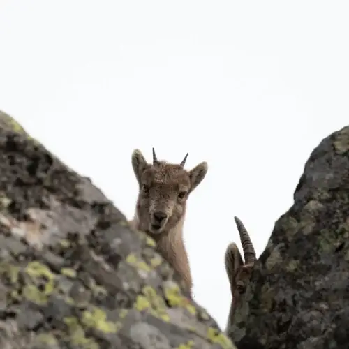 Petit diable des rochers