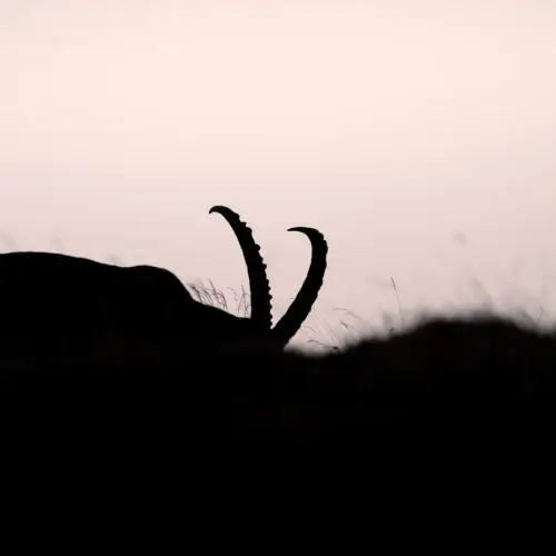 À l’aube des hauteurs