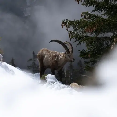 Aux premières neiges