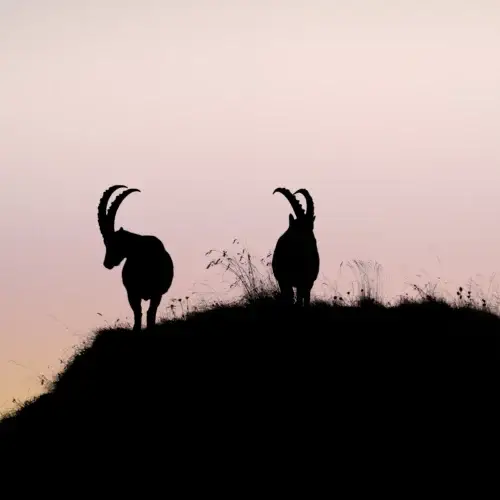 Silhouettes de l’aube